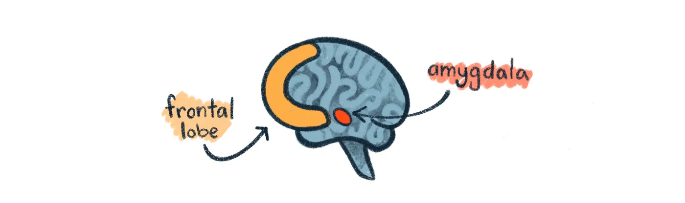 illustration of a brain with the frontal lobe and amygdala highlighted and noted