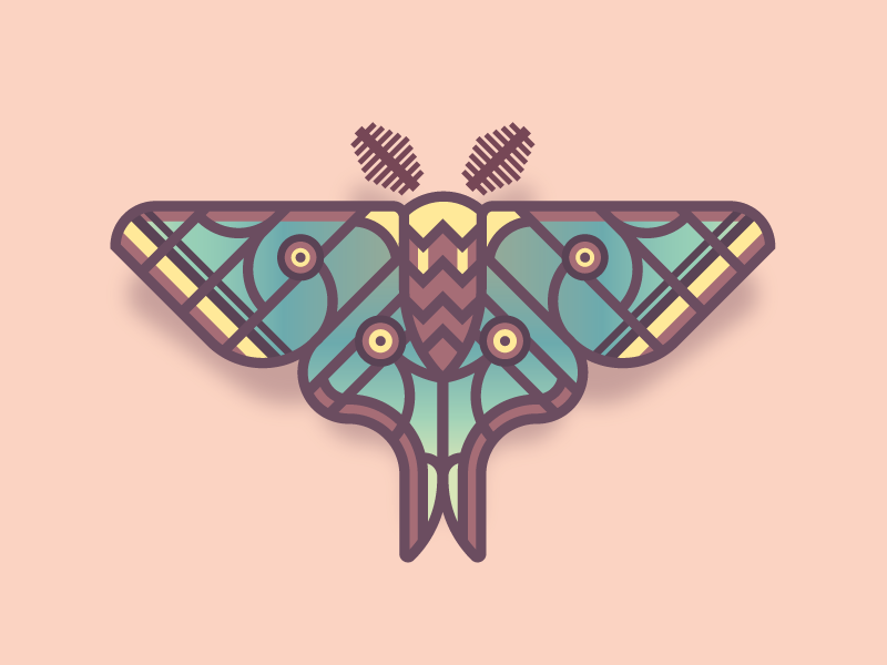 Spanish Moth | Butterfly Series